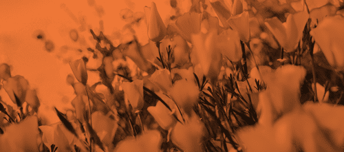 Changelog Spring 2024